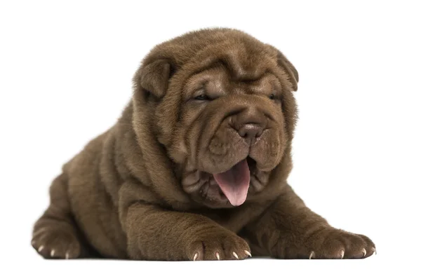 Shar Pei puppy lying down, panting, isolated on white — Stock Photo, Image