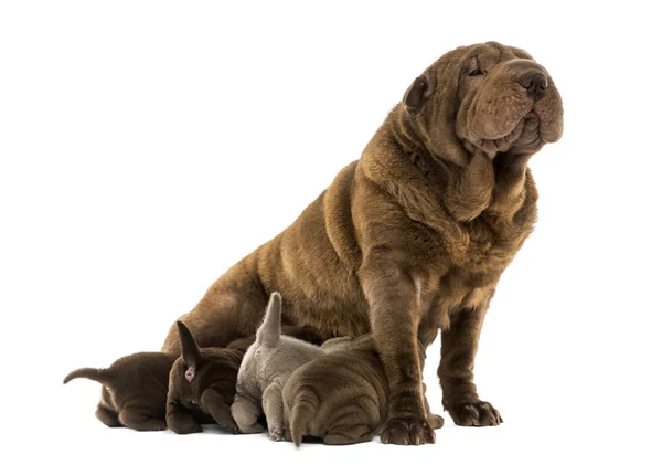 Shar Pei mãe sentado, amamentando seus filhotes, isolado — Fotografia de Stock