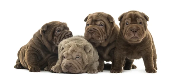 Vue de face d'un chiot Shar Pei étant ensemble, isolé sur whi — Photo