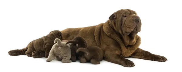 Shar Pei mom lying down, breastfeeding her puppies, isolated on — Stock Photo, Image