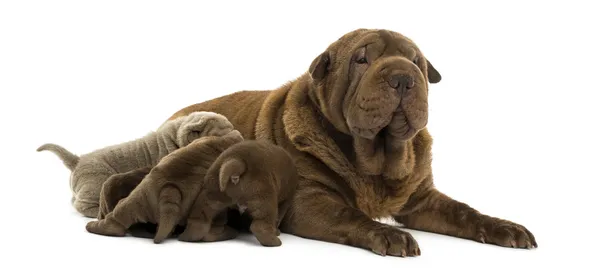 Shar Pei mom lying down, breastfeeding her puppies, isolated on — Stock Photo, Image