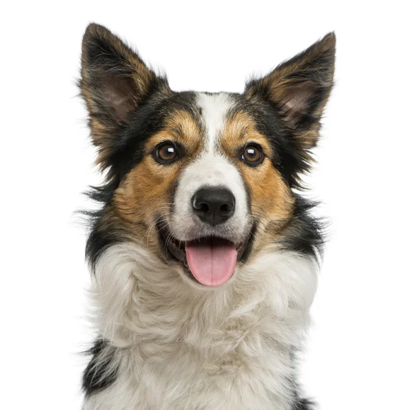 Close-up of a Border collie panting, facing, isolated on white — Stock Photo, Image