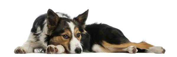 Border collie lying, looking bored, isolated on white — Stock Photo, Image