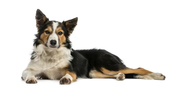 Border collie lying, looking at the camera, isolated on white — Stock Photo, Image