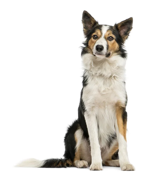 Bordercollie zitten, geïsoleerd op wit — Stockfoto