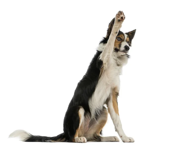 Border collie scalpita fino, obbediente, isolato su bianco — Foto Stock