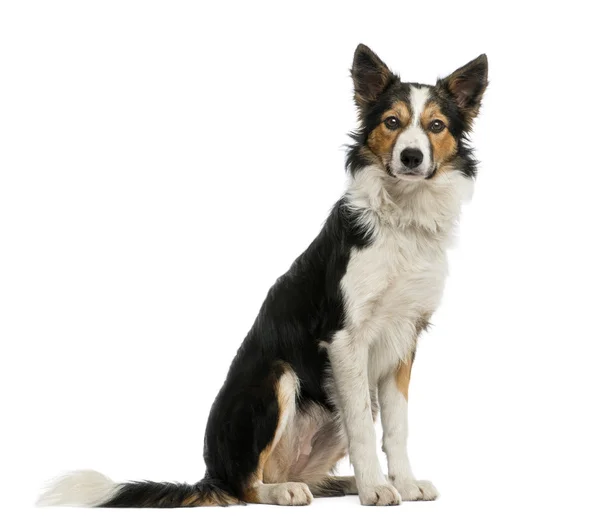 Collie fronterizo sentado, aislado en blanco —  Fotos de Stock