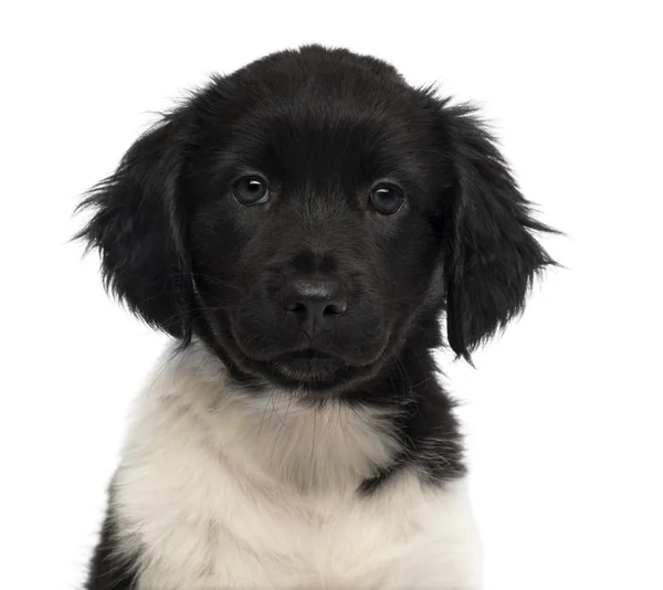 Close-up of a Stabyhoun puppy facing, looking at the camera, iso — Stock Photo, Image