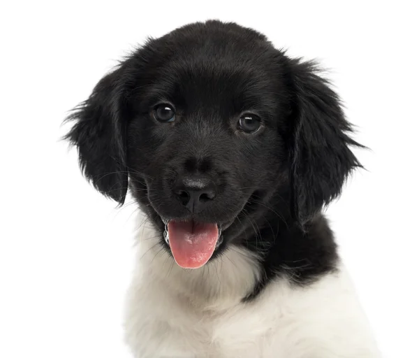 Close-up of a Stabyhoun puppy, looking at the camera, panting, i — Stock Photo, Image