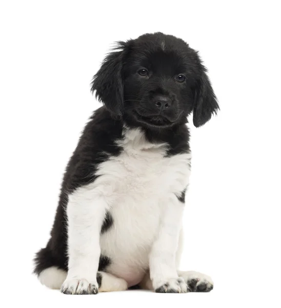 Front view of a Stabyhoun puppy sitting, looking at the camera, — Stock Photo, Image