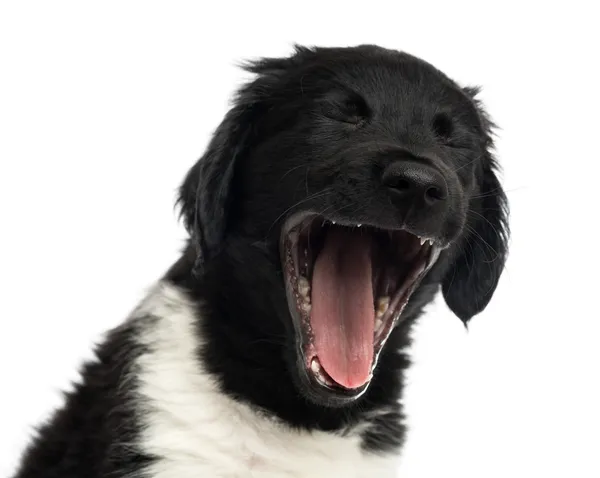 Close-up of a Stabyhoun puppy yawning, isolated on white — Stock Photo, Image
