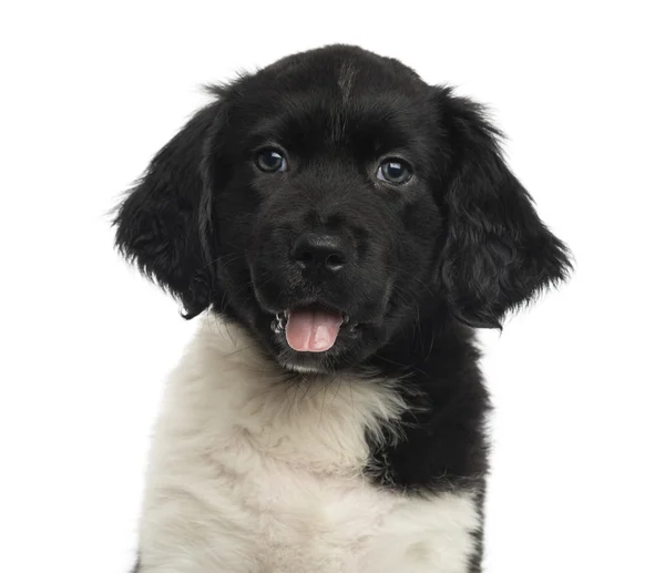 Close-up of a Stabyhoun puppy panting, looking at the camera, is — Stock Photo, Image