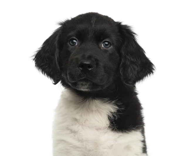 Primer plano de un cachorro Stabyhoun, aislado en blanco —  Fotos de Stock