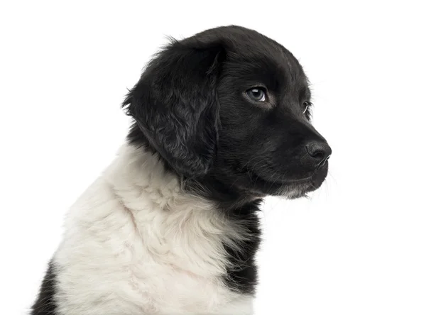 Stabyhoun yavru köpek close-up, seyir, üzerinde beyaz izole — Stok fotoğraf