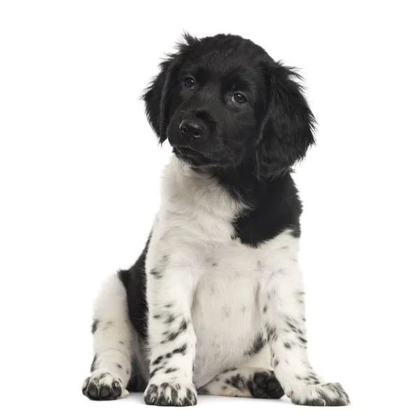 Chiot Stabyhoun assis, isolé sur blanc — Photo