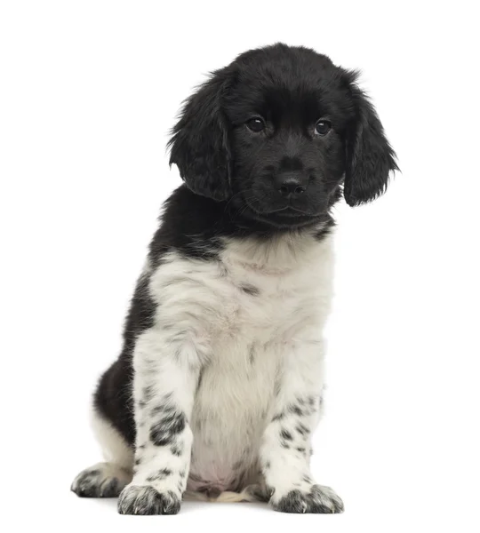 Vista frontal de un cachorro Stabyhoun sentado, aislado en blanco — Foto de Stock