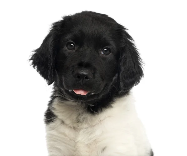 Kamera, dilini bakarak stabyhoun yavru köpek, yakın çekim — Stok fotoğraf