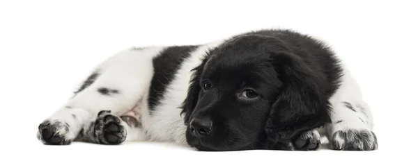 Stabyhoun cachorro deitado, entediado, olhando para a câmera, isolado em — Fotografia de Stock