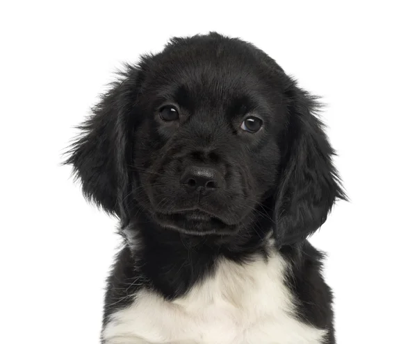 Close-up de um filhote de cachorro Stabyhoun de frente, isolado em branco — Fotografia de Stock