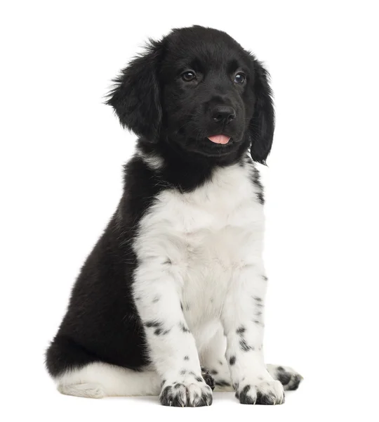 Stabyhoun štěně sedící, jazyk, izolované na bílém — Stock fotografie