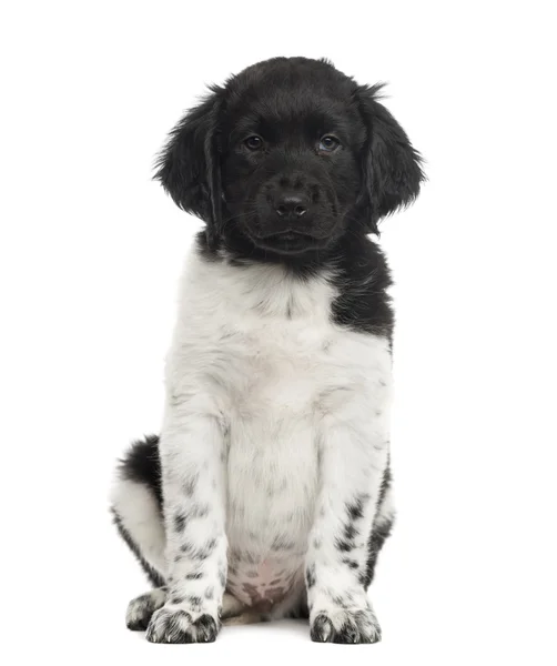 Front view of a Stabyhoun puppy looking at the camera, isolated — Stock Photo, Image