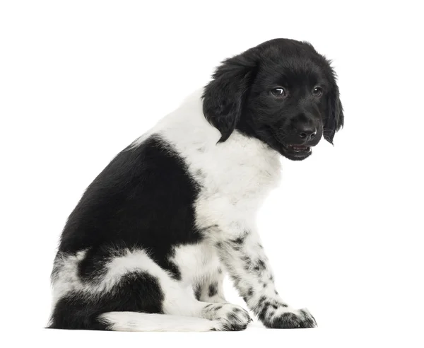 Stabyhoun puppy sitting, looking at the camera, isolated on whit — Stock Photo, Image