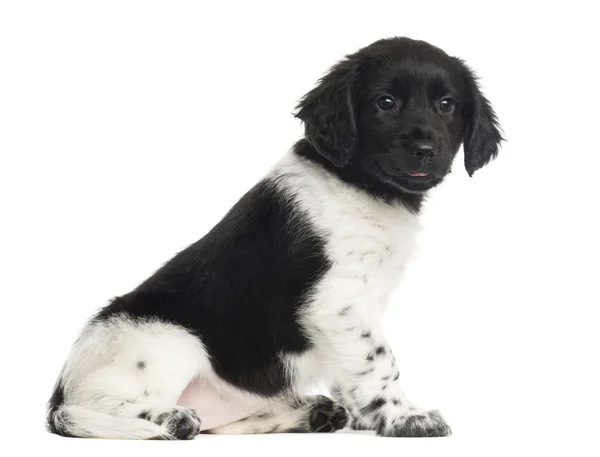 Stabyhoun 강아지 앉아, 흰색 절연 — 스톡 사진
