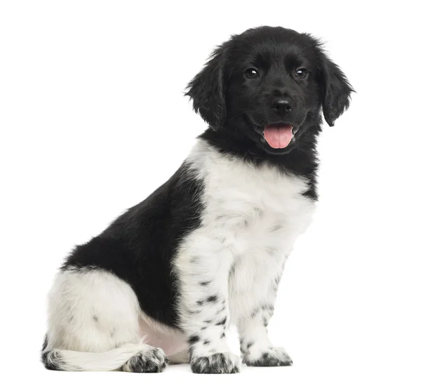 Cachorro Stabyhoun sentado, ofegante, isolado em branco — Fotografia de Stock