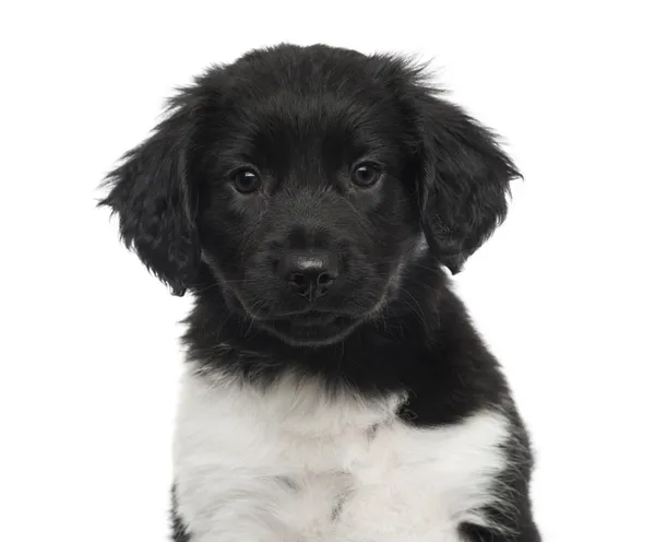 Close-up of a Stabyhoun puppy, looking at the camera, isolated o — Stock Photo, Image