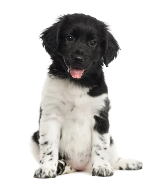 Stabyhoun puppy sitting, panting, looking at the camera, isolate — Stock Photo, Image