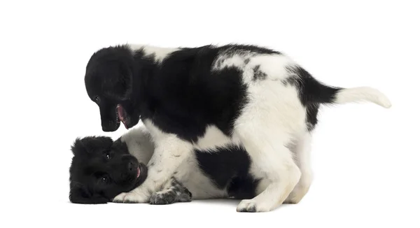 Stabij pups samenspelen, geïsoleerde op wit — Stockfoto