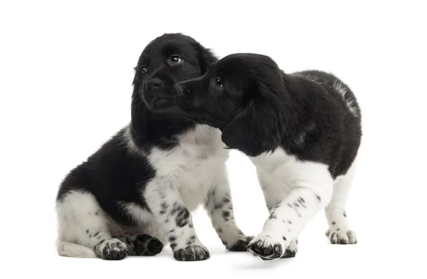 Due cuccioli di Stabyhoun coccolati insieme, isolati su bianco — Foto Stock