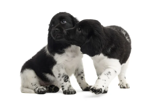 Dois cachorros Stabyhoun abraçando juntos, isolados em branco — Fotografia de Stock