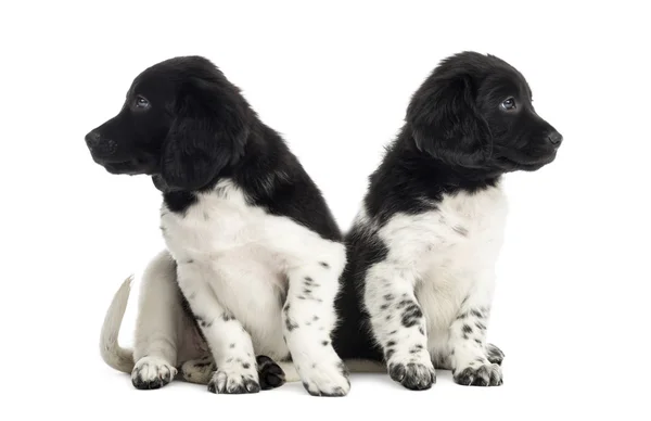 Stabyhoun cuccioli ignorando l'un l'altro, isolato su bianco — Foto Stock