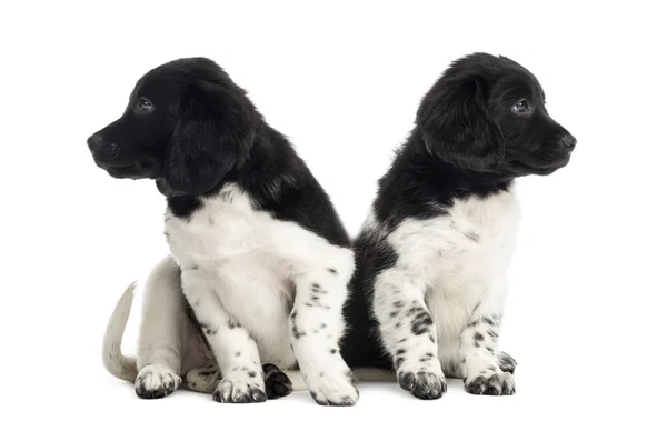 Stabyhoun cachorros ignorándose unos a otros, aislados en blanco —  Fotos de Stock