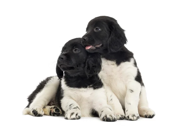 Dois cachorros Stabyhoun abraçando juntos, isolados em branco — Fotografia de Stock