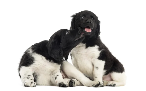 Dos cachorros Stabyhoun abrazándose juntos, aislados en blanco —  Fotos de Stock