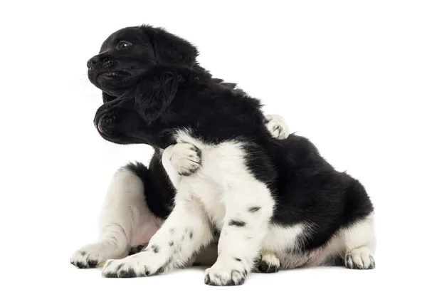 Stabyhoun puppies playing together, isolated on white — Stock Photo, Image