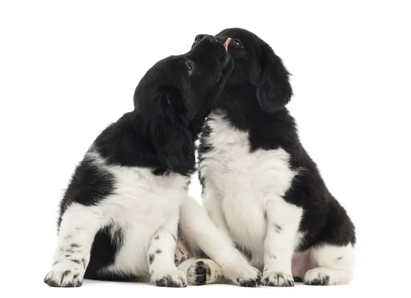 Dos cachorros Stabyhoun abrazándose juntos, aislados en blanco —  Fotos de Stock