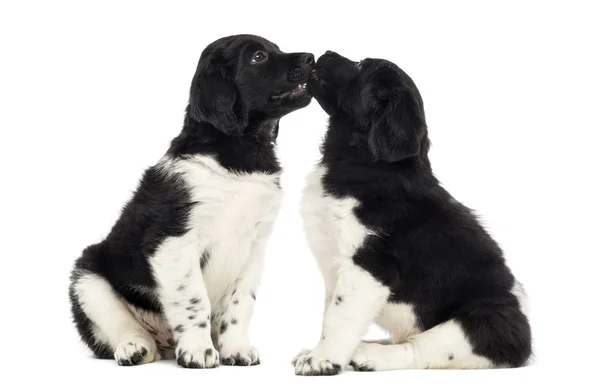 Twee Stabij puppies knuffelen samen, geïsoleerde op wit — Stockfoto