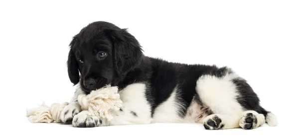 Stabyhoun puppy lying down, chewing a rope toy, isolated on whit — Stock Photo, Image