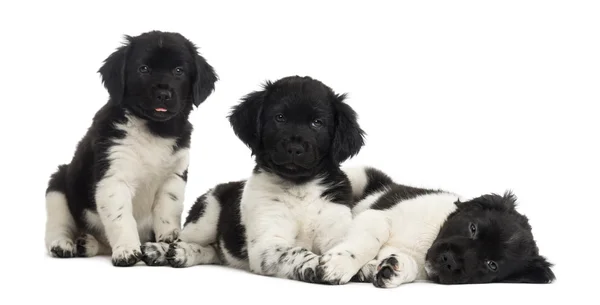 Gruppo di cuccioli di Stabyhoun in fila, isolati su bianco — Foto Stock