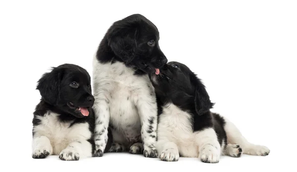 Gruppo di cuccioli di Stabyhoun coccole, isolati su bianco — Foto Stock