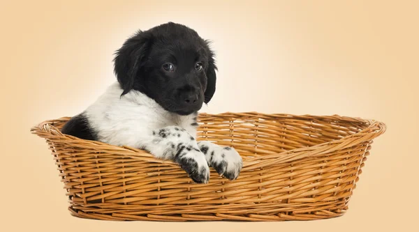 Stabyhoun puppy in a wicker basket, looking at the camera, isola — Stock Photo, Image