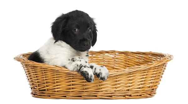 Chiot Stabyhoun dans un panier en osier, regardant la caméra, isola — Photo