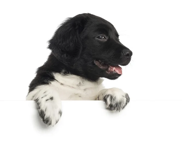 Close-up of a Stabyhoun puppy panting, leaning on a white board, — Stock Photo, Image