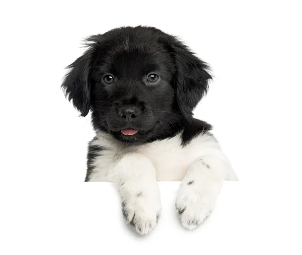 Close-up de um filhote de cachorro Stabyhoun, inclinando-se em uma tábua branca, olhando — Fotografia de Stock