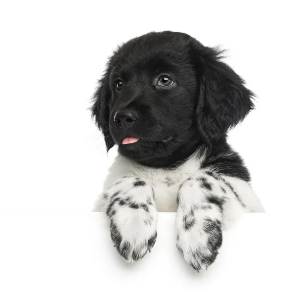 Detail stabyhoun štěně, jazyk, opíraje se o bílé bo — Stock fotografie