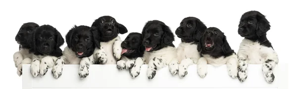 Pack of Stabyhoun puppies leaning on a white board, isolated on — Stock Photo, Image