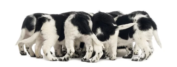 Rear view of a group of Stabyhoun puppies eating, isolated on wh — Stock Photo, Image